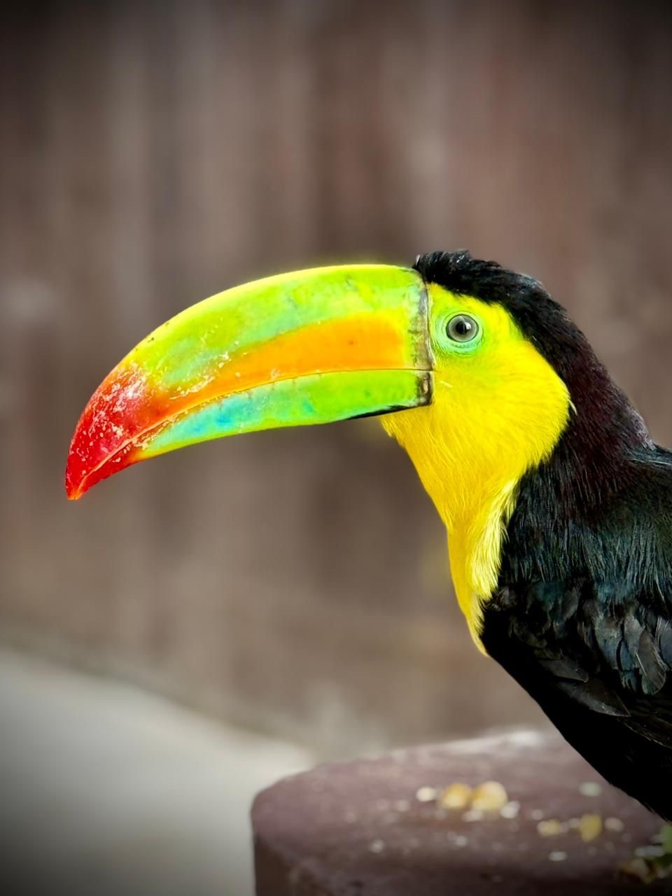 Los tucanes de Mazatlán