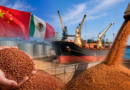 Sinaloa alista primer envío de sorgo a China; prueba logística será de 23 toneladas Sinaloa alista primer envío de sorgo a China; prueba logística será de 23 toneladas
