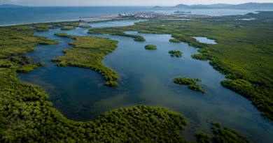 Mexinol acuerda proteger 600 hectáreas de humedales en Topolobampo Mexinol acuerda proteger 600 hectáreas de humedales en Topolobampo