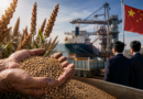 China pone la mira en el sorgo sinaloense ante crisis de agua y maíz