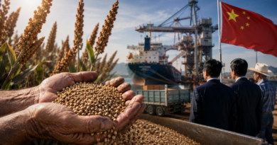 China pone la mira en el sorgo sinaloense ante crisis de agua y maíz