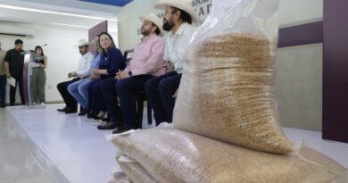 Gobierno de Sinaloa entrega semilla de sorgo a 3,800 ganaderos para fortalecer la producción de forraje