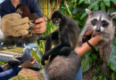 Del hospital de fauna a los acuarios: el trabajo invisible que sostiene la vida en el Gran Acuario Mazatlán Del hospital de fauna a los acuarios: el trabajo invisible que sostiene la vida en el Gran Acuario Mazatlán