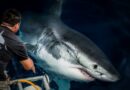 Gran Acuario Mazatlán dedicará una semana a la ciencia y conservación de los tiburones Gran Acuario Mazatlán dedicará una semana a la ciencia y conservación de los tiburones