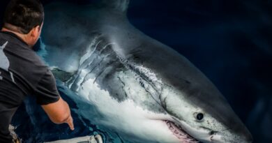 Gran Acuario Mazatlán dedicará una semana a la ciencia y conservación de los tiburones Gran Acuario Mazatlán dedicará una semana a la ciencia y conservación de los tiburones