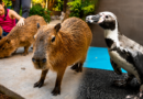 Capibaras y pingüinos, las estrellas del Gran Acuario Mazatlán