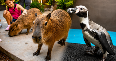 Capibaras y pingüinos, las estrellas del Gran Acuario Mazatlán