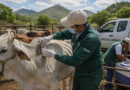 Sinaloa intensifica vigilancia contra gusano barrenador; ya suman 22 casos activos Sinaloa intensifica vigilancia contra gusano barrenador; ya suman 22 casos activos