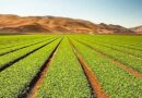 FIRA abre crédito de hasta $1.3 millones para productores de Sinaloa FIRA abre crédito de hasta $1.3 millones para productores de Sinaloa