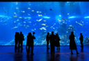 Gran Acuario Mazatlán, finalista de los Galardones Ángel del Turismo 2026