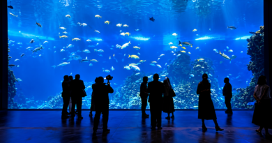 Gran Acuario Mazatlán, finalista de los Galardones Ángel del Turismo 2026
